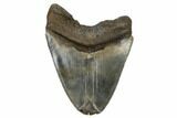 Bargain, Fossil Megalodon Tooth - Serrated Blade #180956-1